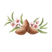 Almond fragrance note icon