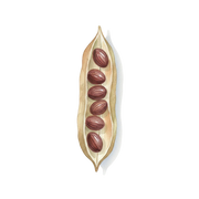 Ambrette fragrance note icon