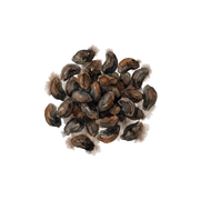 Ambrette Seed fragrance note icon