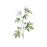 Ambrettolide fragrance note icon