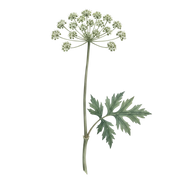 Angelica fragrance note icon