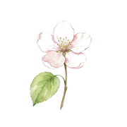 Apple Blossom fragrance note icon