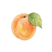 Apricot fragrance note icon