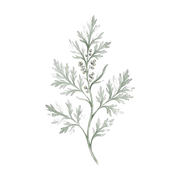 Artemisia fragrance note icon