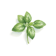 Basil fragrance note icon