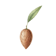 Bitter Almond fragrance note icon
