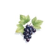 Black Currant fragrance note icon