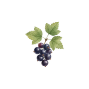 Blackcurrant fragrance note icon