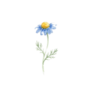 Blue Chamomile fragrance note icon