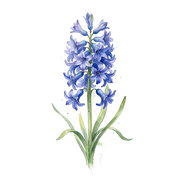 Blue Hyacinth fragrance note icon