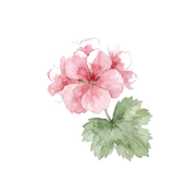Bourbon Geranium fragrance note icon