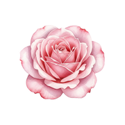 Bulgarian Rose fragrance note icon