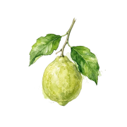 Calabrian Bergamot fragrance note icon