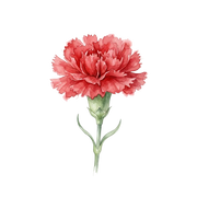 Carnation fragrance note icon