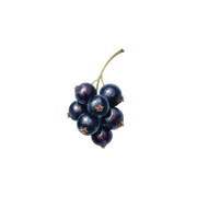 Cassis fragrance note icon