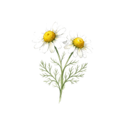 Chamomile fragrance note icon