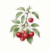 Cherry note