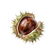 Chestnut fragrance note icon