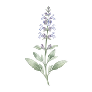 Clary Sage fragrance note icon