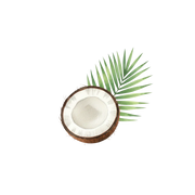 Coconut fragrance note icon