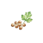 Coriander fragrance note icon