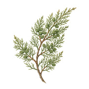 Cypress note