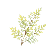 Davana fragrance note icon
