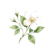 Egyptian Jasmine fragrance note icon