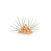 Elemi fragrance note icon