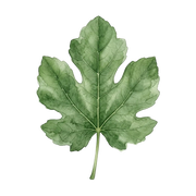 Fig Leaf fragrance note icon
