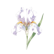 Florentine Iris fragrance note icon