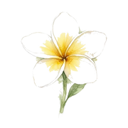 Frangipani fragrance note icon