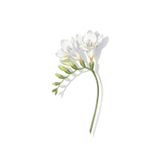 Freesia fragrance note icon