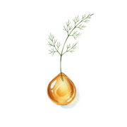 Galbanum fragrance note icon