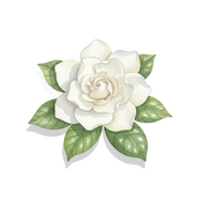 Gardenia fragrance note icon