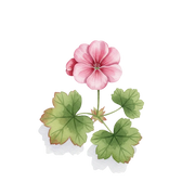 Geranium fragrance note icon