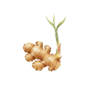 Ginger fragrance note icon
