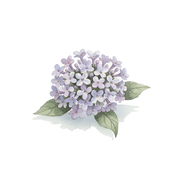 Heliotrope fragrance note icon