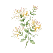 Honeysuckle fragrance note icon
