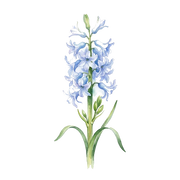 Hyacinth fragrance note icon