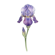 Iris fragrance note icon