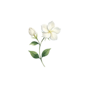 Jasmine Sambac fragrance note icon