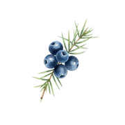 Juniper Berries fragrance note icon