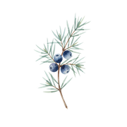 Juniper fragrance note icon