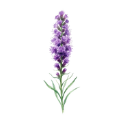 Liatris fragrance note icon