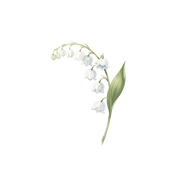 Lily Of The Valley fragrance note icon