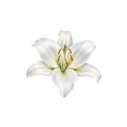 Lily fragrance note icon