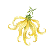 Lysylang fragrance note icon