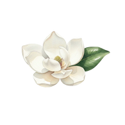 Magnolia fragrance note icon