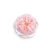 May Rose fragrance note icon